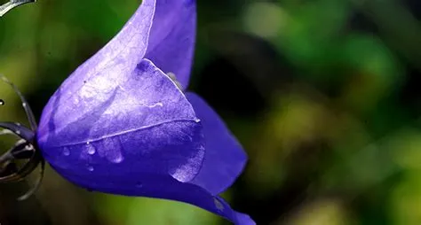 Mussamusk! En bländande blomma som också är ett farligt rovdjur!