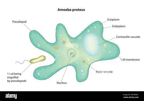  Proteus! En fascinerande amöba som är en mästare på cellulär förvandling