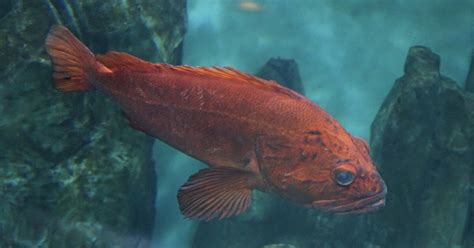 Yelloweye Rockfish! A Striking Saltwater Creature That Exhibits Remarkable Longevity and Deep-Sea Prowess