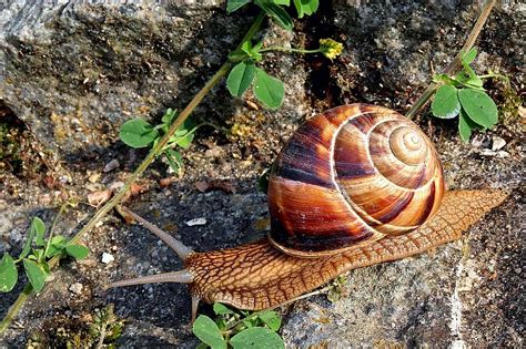  Yellowmouth Gastropod: Can This Slow-Moving Mollusk Conquer the Culinary World?