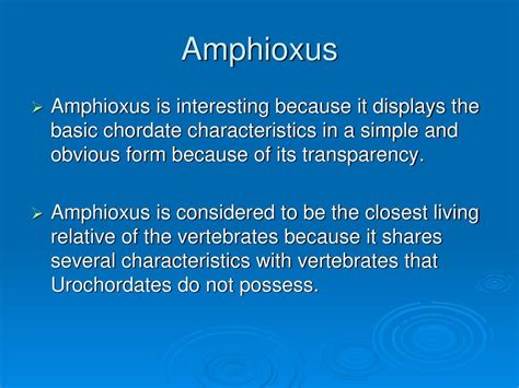 Amphioxus! En primitiv ryggradare med ett förbluffande enkelt liv som avslöjar djurens evolutionära historia.