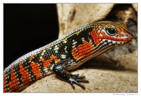  Fire Skink! An Arboreal Reptile Known for Its Striking Scarlet Hues