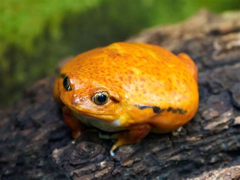  Helvetesgrodan - En liten groda med ett stort namn och ett ännu större hopp!