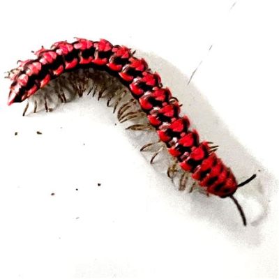  OrangeMillipede! Discover The Delightful Detritivore With A Taste For Decay