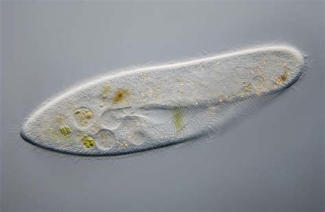  Paramecium! En mikroskopisk världsmästare i navigering och matsamling