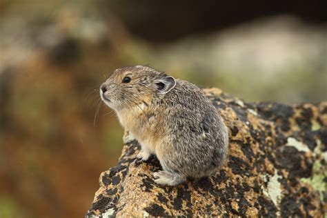  Pika - En mystisk bergsbo som bygger höstlager av gräs och älskar att sola sig i klipporna!