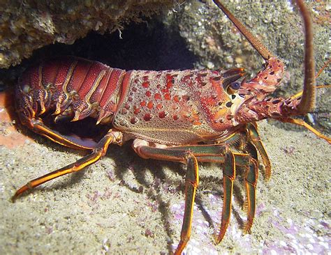  Spiny Lobster: A Master of Disguise Hiding Beneath a Shell Full of Deliciousness!