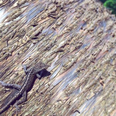  Violinspindeln: En liten mästare på camouflage och spinnkonst!