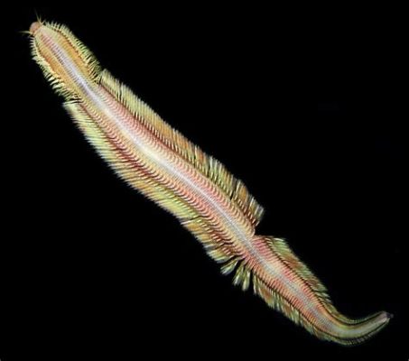  Wagonwhip Worm! Discover this Fascinating Deep-Sea Dweller with Remarkable Bristles