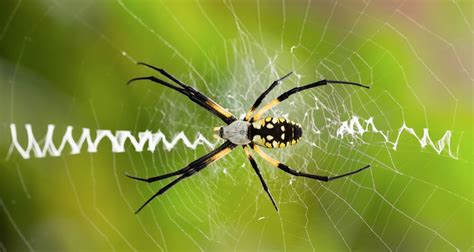   Yellow Garden Spider! This Eight-Legged Weaver Embraces Sunny Spots and Intricate Web Designs