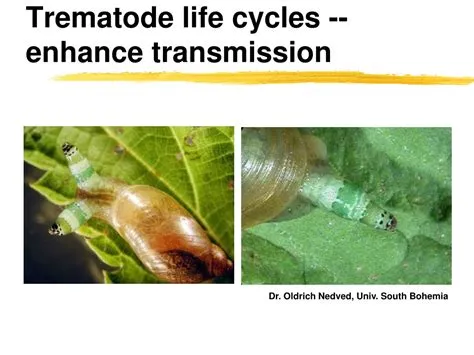  Yohimbine-Enhancing Trematode: Unveiling the Secretive Life of the Yohimbe Worm!